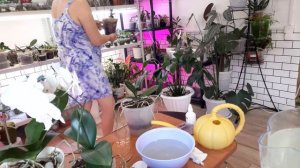 Отёки,  Пересвет у Орхидей , занимаюсь поливом