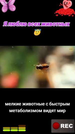 Животные приколы и не только😅