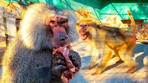 Любовь и мясо: Джульетта ОСМЕЛЕЛА, Ромео ПОДОБРЕЛ!? Что творит мясо с ГАМАДРИЛАМИ?😱🥰