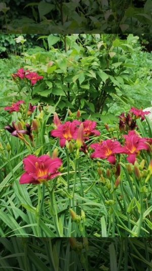 шикарные цветы