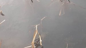 КРУПНЫЙ КАРАСИК ЗАМОР ПОГИБЛО РЫБКИ