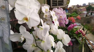 Гигантские орхидеи. Орхидеи Бабочки и другие фаленопсисы. Домашние цветение орхидей.