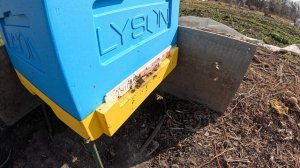 Пчёлы 2026-04-03 - часть 1