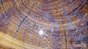 А вы видели ЗВЕЗДЫ на дереве? ПОСМОТРИТЕ))