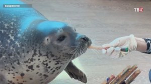 "Макает нос в краску": тюлени стали художниками в Приморье