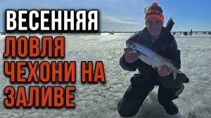 Весенняя ловля  чехони на Финском Заливе.