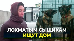 Собаки, которые всю жизнь служили в полиции, оказались в приюте