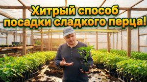 Способ посадки сладкого перца для получения суперраннего урожая