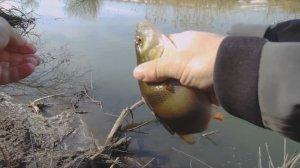 Март - окуням я буду рад!