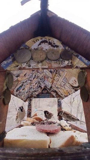 1000013802.mp4Жизнь кормушки.03.04.2026г.