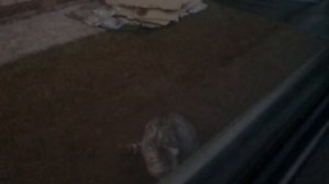 Аэмау из машыны