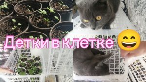 Детки в клетке/рассада  и кошки