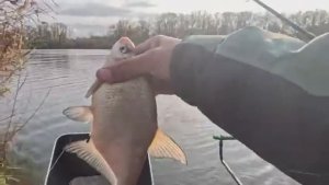 Рыба в камышах. 88 метров пришлось кидать фидерным удилищем, там и обитает карась!