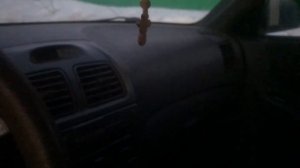 Грызуны рулевые