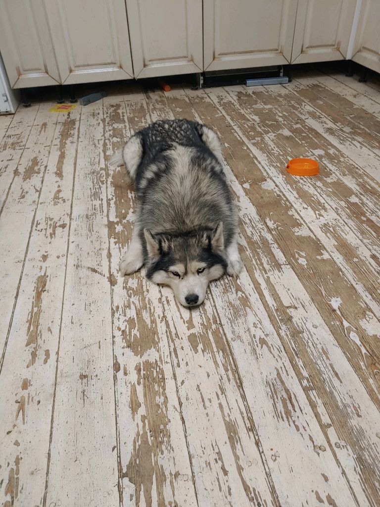 #хаски на столе