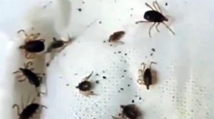 Из-за ранней весны ожидается нашествие клещей.