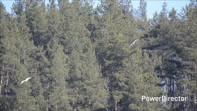 Липецкая обл. с.Замартынье 29.03.26 г.