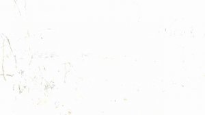 Сбор берёзового сока. Сезон 2026