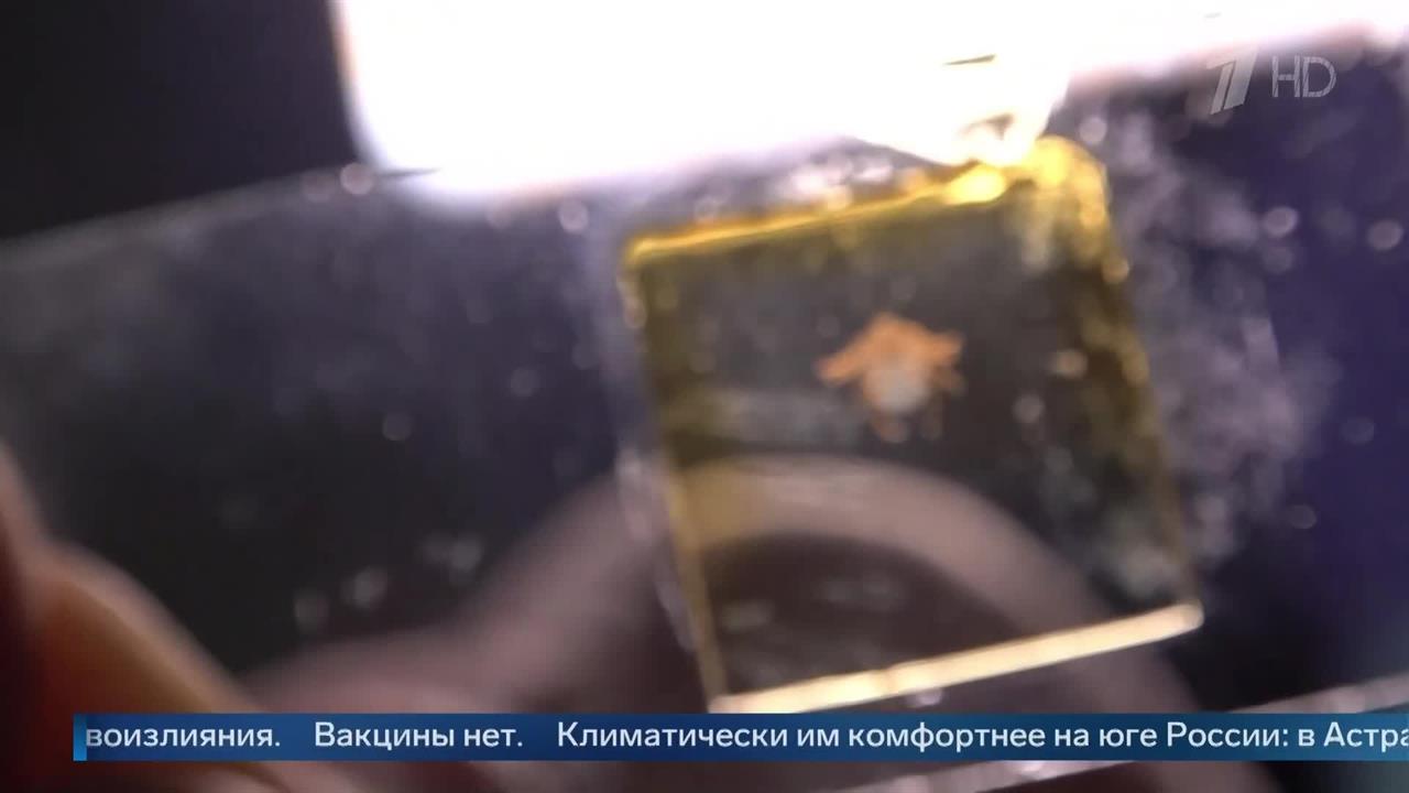 Переносят крымскую лихорадку: новый вид клещей обнаружили в Подмосковье.