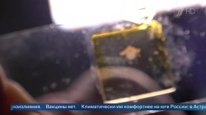 Переносят крымскую лихорадку: новый вид клещей обнаружили в Подмосковье.