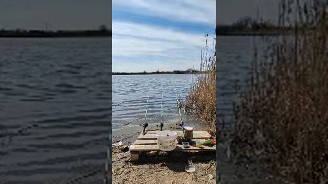 Снова тут и снова ждём САЗАНА ! #shorts