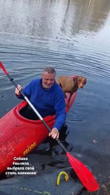 #vizsla #hungarianvizsla #vizslas #выжла #венгерскаявыжла