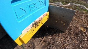 Пчёлы 2026-04-03 - часть 6