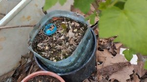 Соседи с меня от смеха надрывали животики.