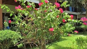 Отель "Тропикано" 03.04.26.