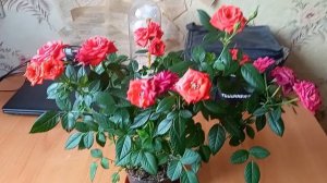 Роза кордана, после 20 дней после покупки.  03-04-2026