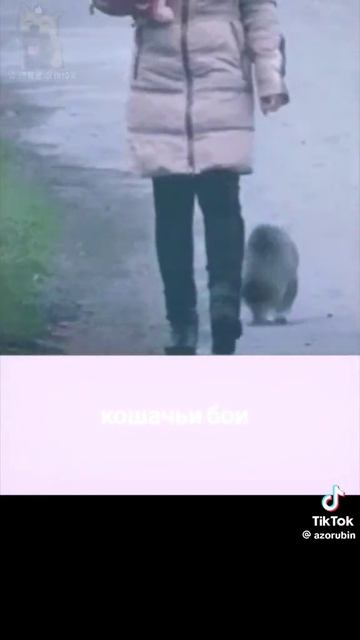 три кота бои