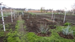 Подкормки в саду. Полностью разобрал деревянный пол