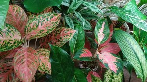 Комнатные растения🌿❤️ Обход владений😁