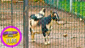 Курица живет на беременной козе! Вы такое видали?