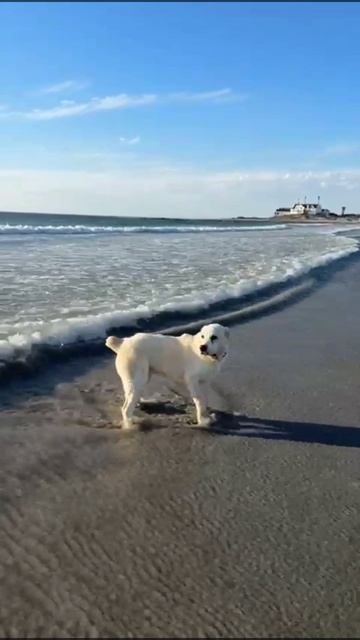 АЛАБАЙ И ОКЕАН