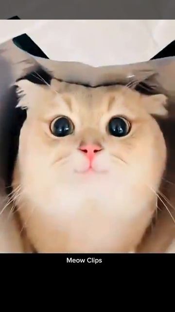 Очень красивые и милые кошки. Мяу.