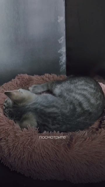 🌪️ Маленький серый ураган ищет гавань