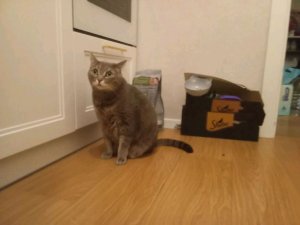 викторина о кошке