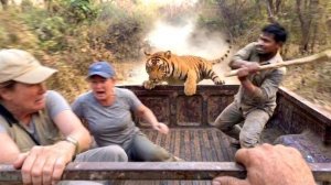 60 моментов на Сафари, попавшие в объектив видеокамеры.