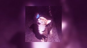 ☆плейлист популярных песен из тик тока 2026 года☆