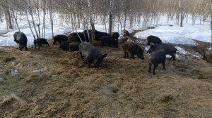 Охота на Кабана