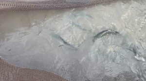 Запуск форели !!!