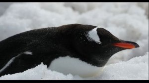 Антарктида