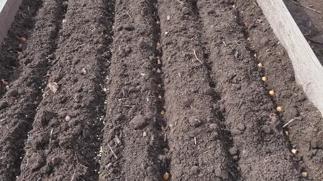 Лук и Морковь -Это Любовь. Уплотненные посадки для богатого урожая.