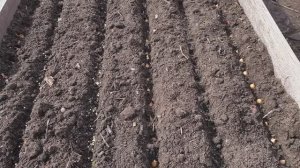 Лук и Морковь -Это Любовь. Уплотненные посадки для богатого урожая.