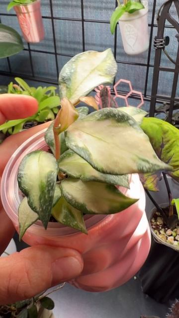 Мои первые хойи, сейчас у меня их больше)