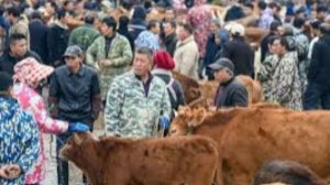 В Китае у границы с Сибирью обнаружили смертельный вирус ящура