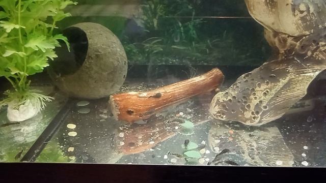 Аквариум для малышей. Скалярии и мальки анциструса.