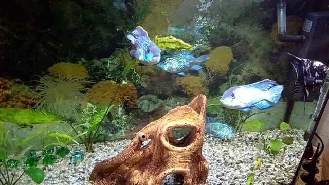 Жизнь в аквариуме. Нанокары, скалярия.