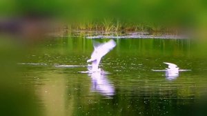 448.=И СОЛНЦА БЛИКИ НА ВОЛНАХ=. Сл. А. Зенцов, муз. и исп. В. Цеплиенков, видио Надежда Попова.